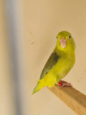 vand papagali forpus  - imagine 5