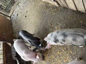 Purceii de vânzare  - imagine 2