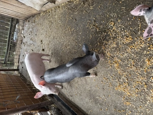 Purceii de vânzare  - imagine 4