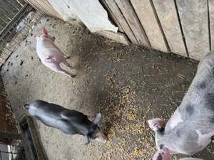 Purceii de vânzare  - imagine 5