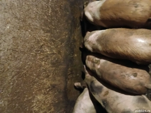 vand purcei de 16 săptămâni 