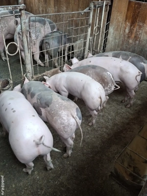 Disponibili  - imagine 4