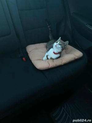 transport animale de companie - imagine 3