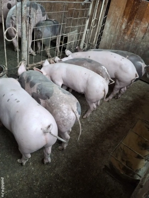 Disponibili  - imagine 2