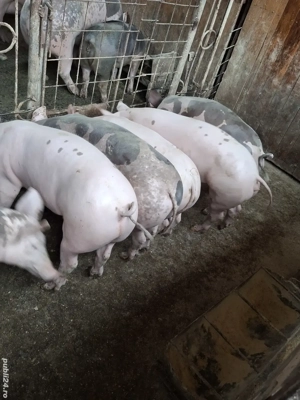 Disponibili  - imagine 5