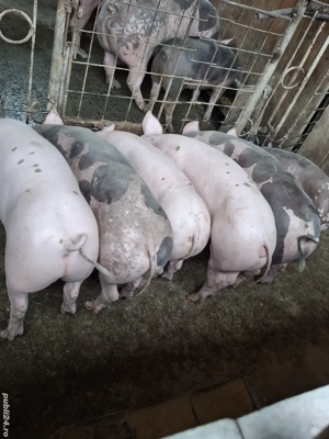 Disponibili  - imagine 3