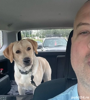 transport animale de companie - imagine 3