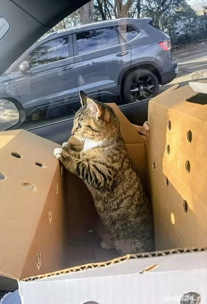 transport animale de companie - imagine 4