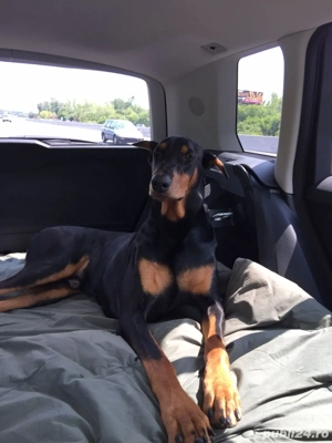 transport animale de companie - imagine 4