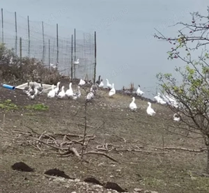 Gâște de vânzare 