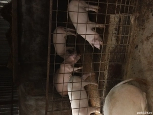 vand purcei 35  40 kg - imagine 2