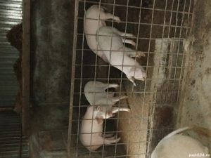 vand purcei 35  40 kg