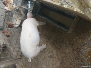 vand purcei 35  40 kg - imagine 3