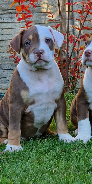 Vand Americam Bully xl - imagine 3