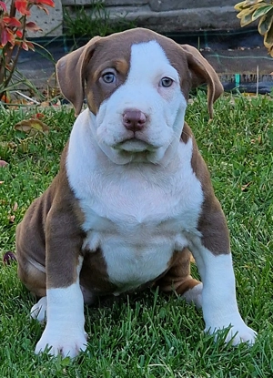 Vand Americam Bully xl - imagine 2