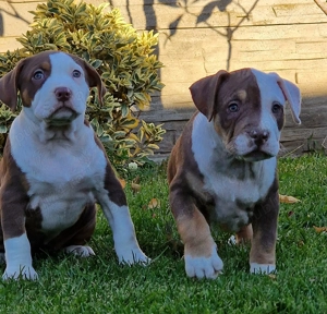 Vand Americam Bully xl - imagine 4