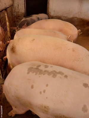 Vand porci de tara, Asigur transport. 