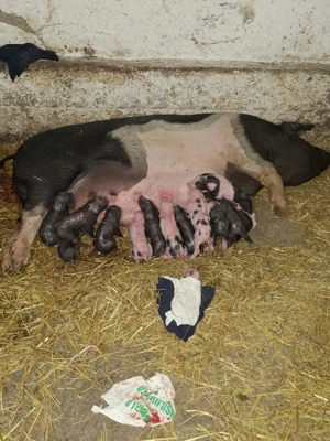 Vînd scroafă cu purcei