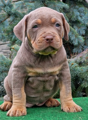 Vand american Bully xl