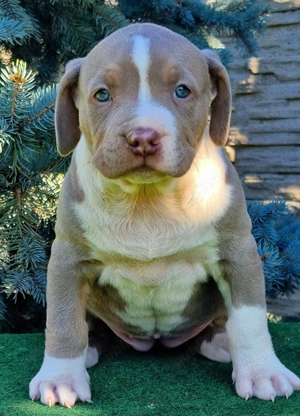 Vand american Bully xl - imagine 4