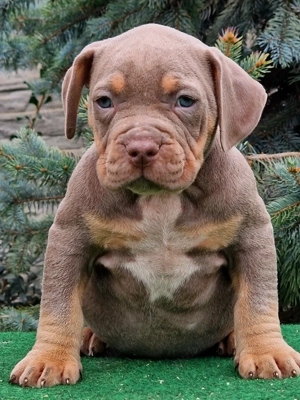 Vand american Bully xl - imagine 3