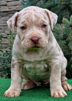 Vand american Bully xl - imagine 2