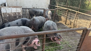 Porci grași de vânzare 