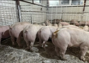 Vand porci crescuti in ograda propie.  O735046O12