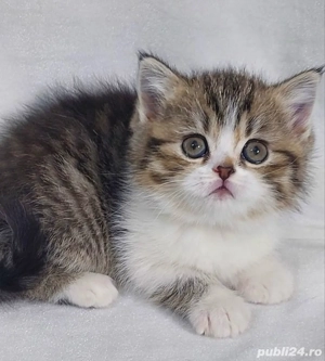 siberiana de padure  - imagine 4 siberiana de padure  - imagine 4