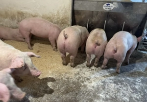 Vand porci crescuti in ograda propie.  O735046O12 - imagine 2