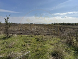 Teren 5216 mp la 2 pasi de autostrada A1 - com. Ratesti - imagine 5