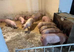 Vand porci crescuti in ograda propie.  O735046O12 - imagine 3