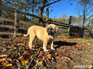 căței kangal malakli cu pedigree FCI  - imagine 3