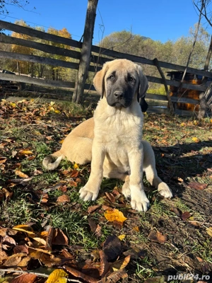 căței kangal malakli cu pedigree FCI  - imagine 4