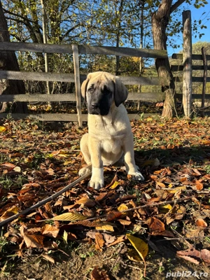 căței kangal malakli cu pedigree FCI  - imagine 5