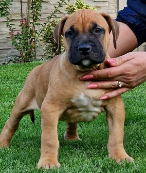 Vand American Bully xl