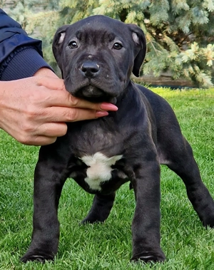 Vand American Bully xl  - imagine 2