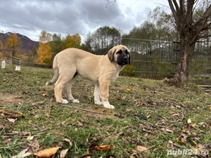 căței kangal malakli cu pedigree FCI  - imagine 2