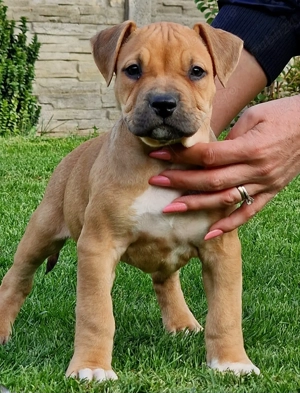 Vand American Bully xl  - imagine 4