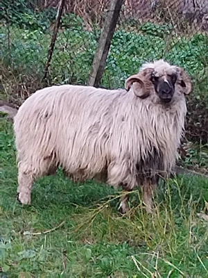 Berbec gras de vanzare! Campulung Arges