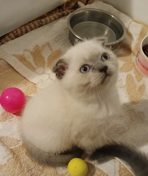 Pui Brittish - imagine 2