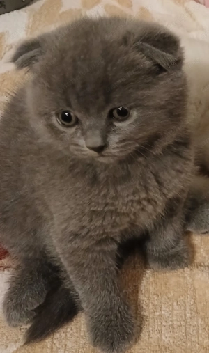  Baietei si fetite Scottish Fold