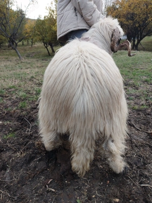 Berbec gras de vanzare! Campulung Arges - imagine 2 Berbec gras de vanzare! Campulung Arges - imagine 2