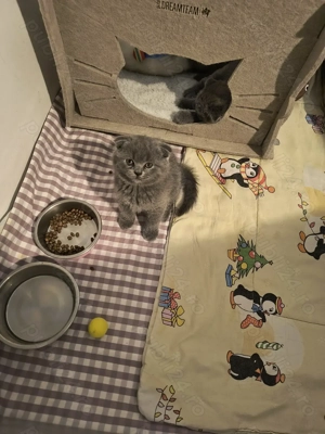 Băieți și fata scottish fold 