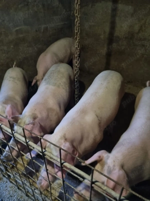 Porci de carne de vânzare 