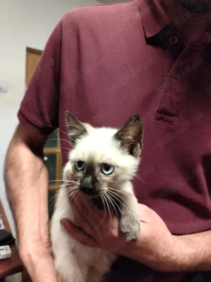 Pisicuți birmanezi - imagine 4