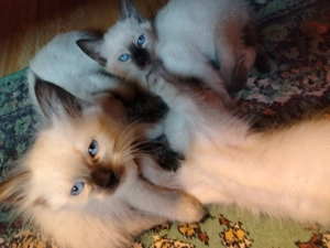 Pisicuți birmanezi - imagine 5