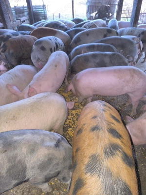 Porci de carne și rasă mixtă  - imagine 5