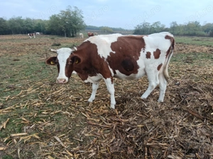 Vând vaci înscrise în COP  - imagine 2