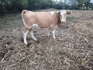 Vând vaci înscrise în COP  - imagine 3